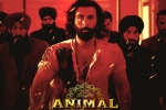 Animal film, Animal movie updates, record breaking nominations for animal, Albu