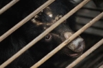 covid-19, covid-19, bear bile touted as a potent coronavirus treatment by china, South east asia