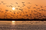 bird habitat, bird habitat, india witnesses alarming decline in the bird habitat, Extinct