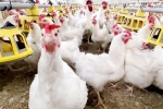 Bird flu breaking, Bird flu USA outbreak, bird flu outbreak in the usa triggers doubts, Dairy