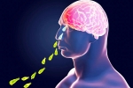 Primary Amoebic Meningoencephalitis news, Primary Amoebic Meningoencephalitis cases, brain eating amoeba in kerala why and how it spreads, Tamil