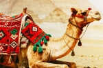 Camel Milk latest updates, Camel Milk health benefits, benefits and side effects of camel milk, Rajasthan