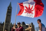 Canada Senate, Canada Senate, canada senate legalizes recreational marijuana, Marijuana Canada Senate, Canada Senate, canada senate legalizes recreational marijuana, Marijuana