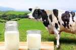 Cow Milk Protein bad for health, Cow Milk Protein, can cow milk protein lead to type 1 diabetes, Story