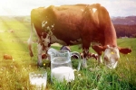 Cow Milk breaking, Cow Milk advantages, ten health benefits of consuming cow milk, Healthy food