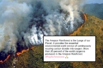 amazon rainforest animals, amazon forest wildfires, in pictures devastating fires in amazon rainforest visible from space, Npt