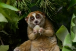 Animal, Red list, cute but deadly the critically endangered slow lorises, Extinct