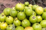 Guava bad for diabetics, Guava bad for diabetics, who should be careful with guava, Masala