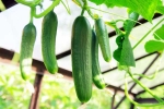 Cucumber viral, Cucumber latest breaking, hack to grow cucumber is going viral for all the right reasons, Wet