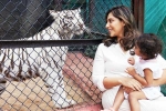 Klin Kaara tigress, Klin Kaara, klin kaara meets her namesake tigress on second birthday, Baby