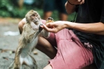 Monkey Bite danger, Monkey Bite advise, what to do after a monkey bite, Turmeric