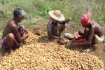 potato farming at home, how to plant potatoes, pepsico case potato farmers in gujarat seek compensation for harassment, Fringe