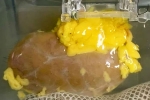 Universal Kidney, Universal Kidney latest update, scientists develop universal kidney transplanted to any blood group, More