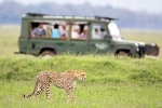 South African Safari Trip, South African Safari Trip latest, how to plan your south african safari trip, Strip