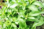 Stevia for sugar, Stevia Blood Sugar Levels, is consuming stevia bad for blood sugar levels, Pharmaceutical Stevia for sugar, Stevia Blood Sugar Levels, is consuming stevia bad for blood sugar levels, Pharmaceutical