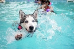 Dog Fitness suggestions, Dog Fitness, how can swimming boost your dog s fitness, Dogs