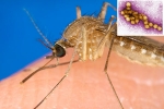 West Nile Virus 2021, West Nile Virus breaking updates, russia warns of west nile virus, Joint pains West Nile Virus 2021, West Nile Virus breaking updates, russia warns of west nile virus, Joint pains