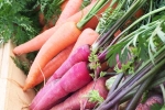 Carrot, Red Carrot Vs Orange Carrot updates, which carrot is more beneficial for health, Vegetables
