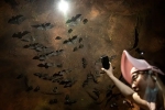 Wuhan CDC bat caves, Wuhan CDC facts, a sensational video of scientists of wuhan cdc collecting samples in bat caves, Wuhan cdc news