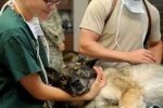working with animals and mental health, working with animals and mental health, working with animals can hurt your mental health study, Animal abuse
