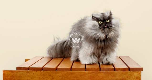 Meet world&#039;s hairiest puss - Colonel Meow},{Meet world&#039;s hairiest puss - Colonel Meow