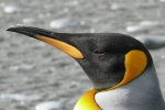 nitrous oxide, penguins poop, laughing gas released from penguins poop causes a ruckusto the environment, Laughing gas