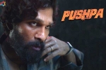 Allu Arjun Pushpa, Allu Arjun shooting updates, pushpa to be released in two installments, Puspha
